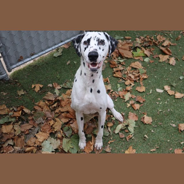 Photo of Watson