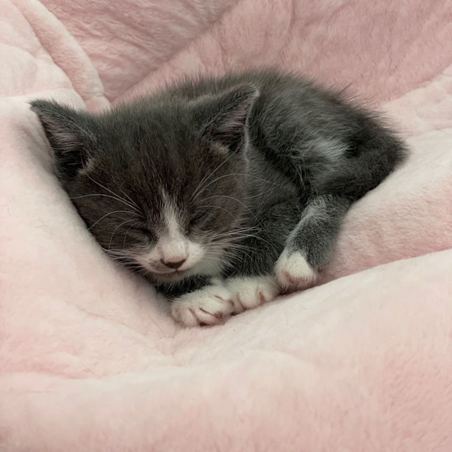 Photo of Timothy   Located In Northcote