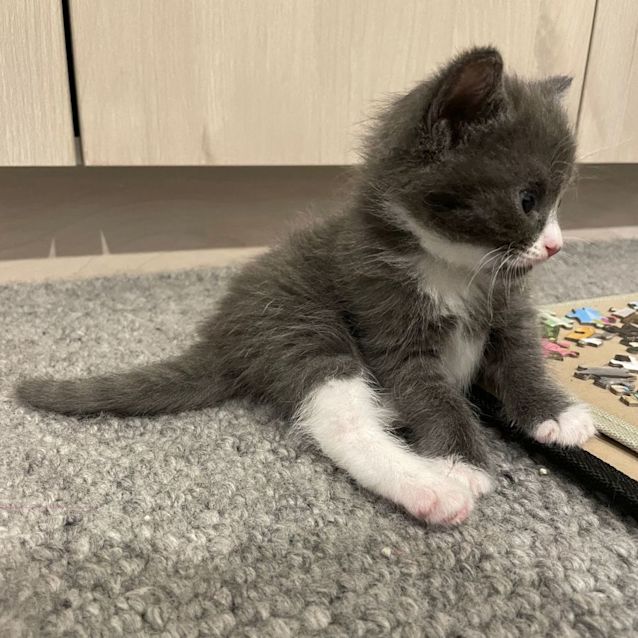 Photo of Gwen   Located In Northcote