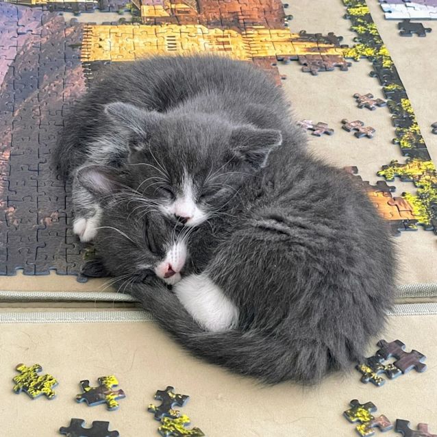 Photo of Gwen   Located In Northcote