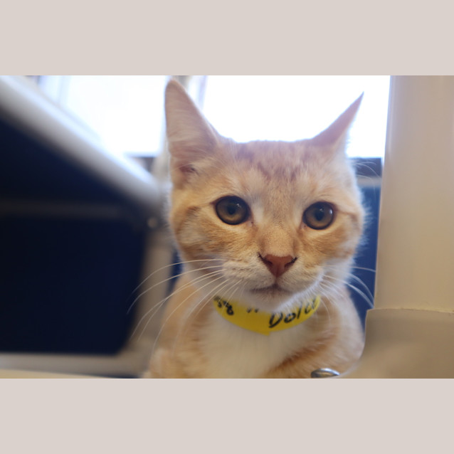 Photo of Waffle