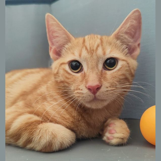 Photo of Thomas O’malley