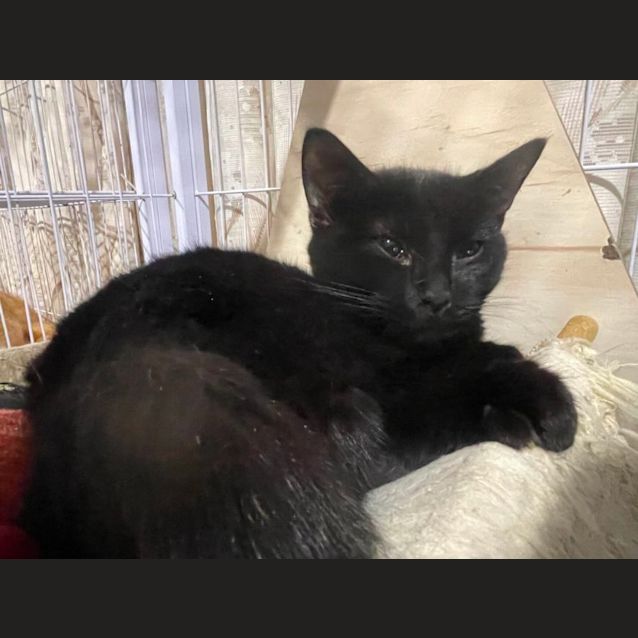 Photo of Binx