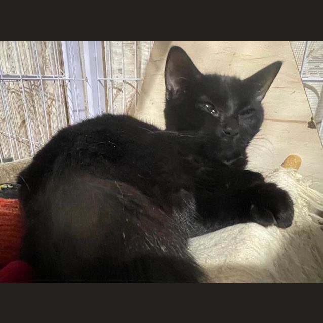 Photo of Binx