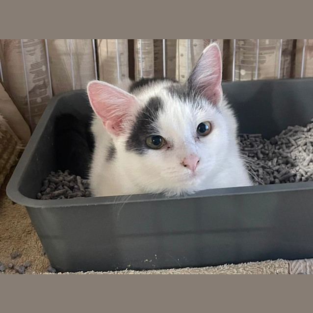 Photo of Snowball