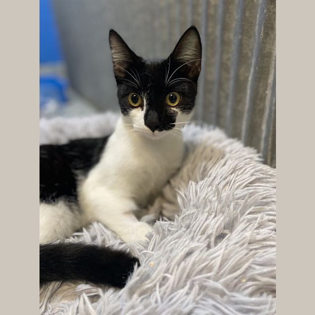 Photo of Smudge
