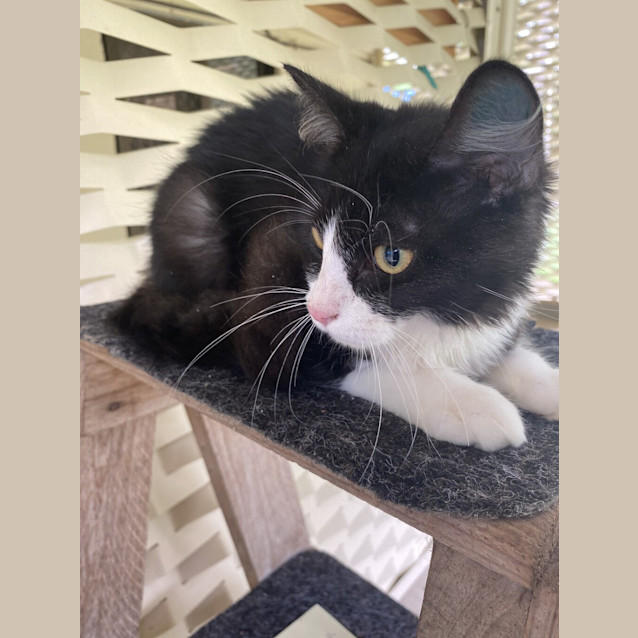 Photo of Chico