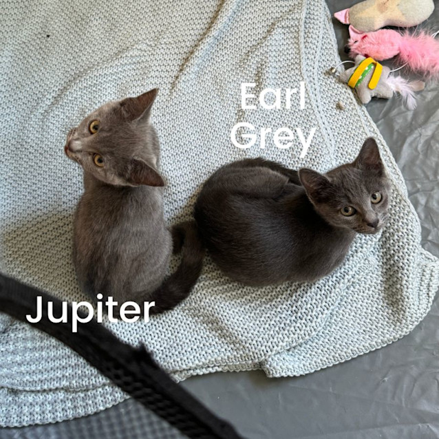 Photo of Earl Grey