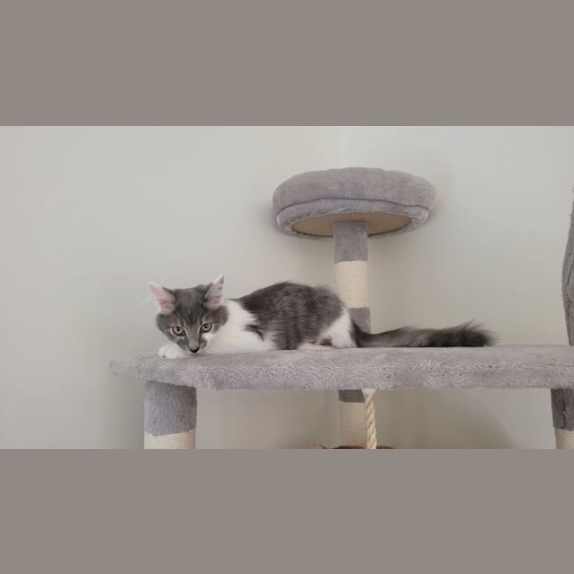 Photo of Kiwi