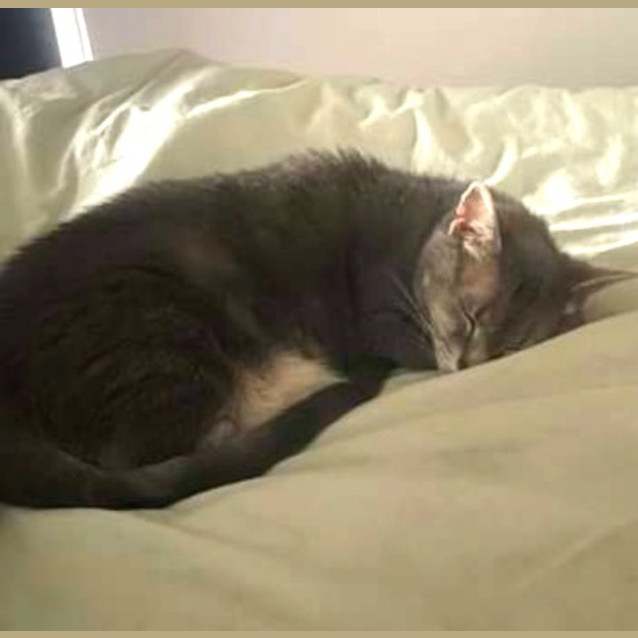 Photo of Misty