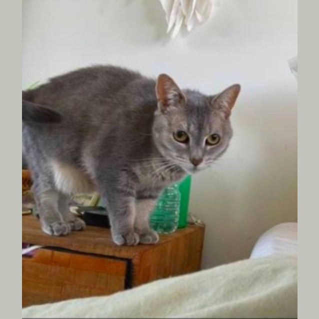 Photo of Misty