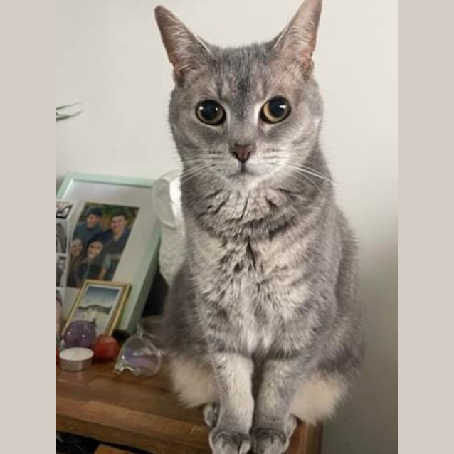 Photo of Misty