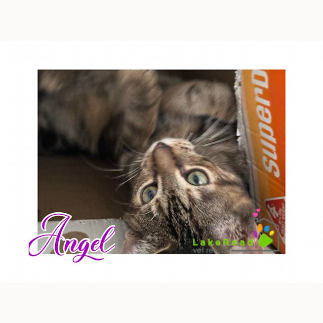 Photo of Angel