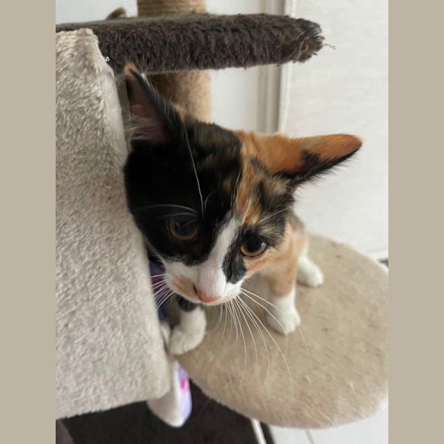 Photo of Polly Meet Me At Petstock Hastings Store