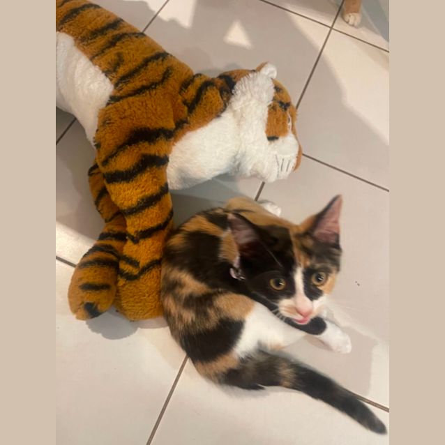 Photo of Polly Meet Me At Petstock Hastings Store