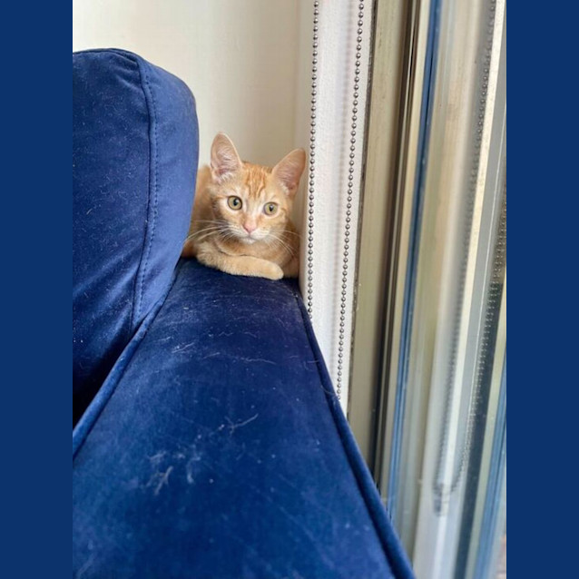 Photo of Taco
