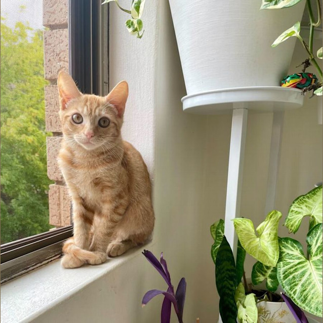 Photo of Taco