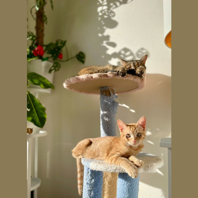 Photo of Taco