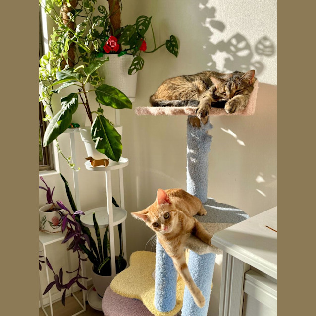 Photo of Taco