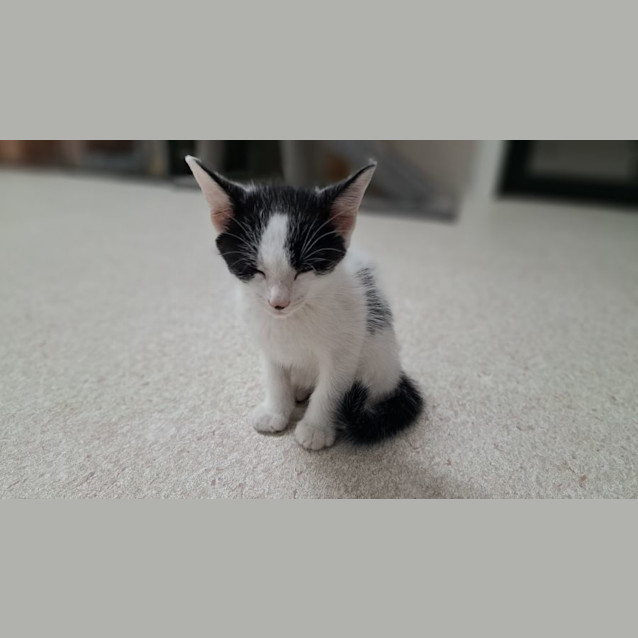 Photo of Dylan (0061)