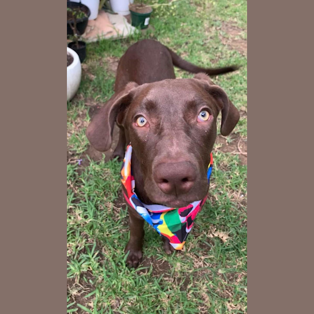 Photo of Dahlia