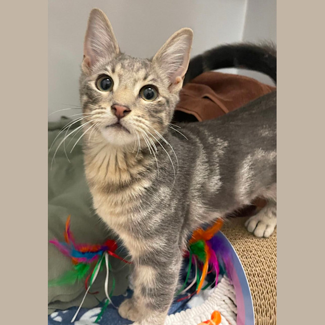 Photo of Bandit