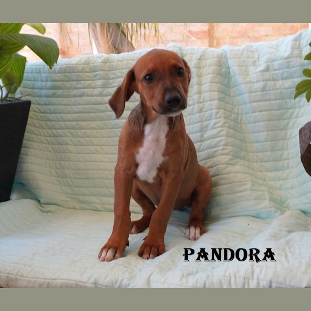 Photo of Pandora