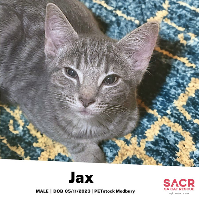 Photo of Jax