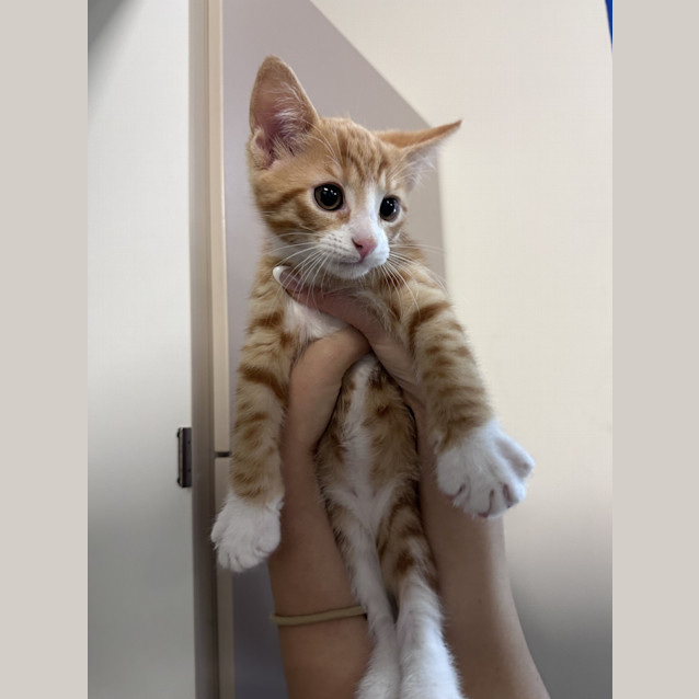 Photo of Cinnamon
