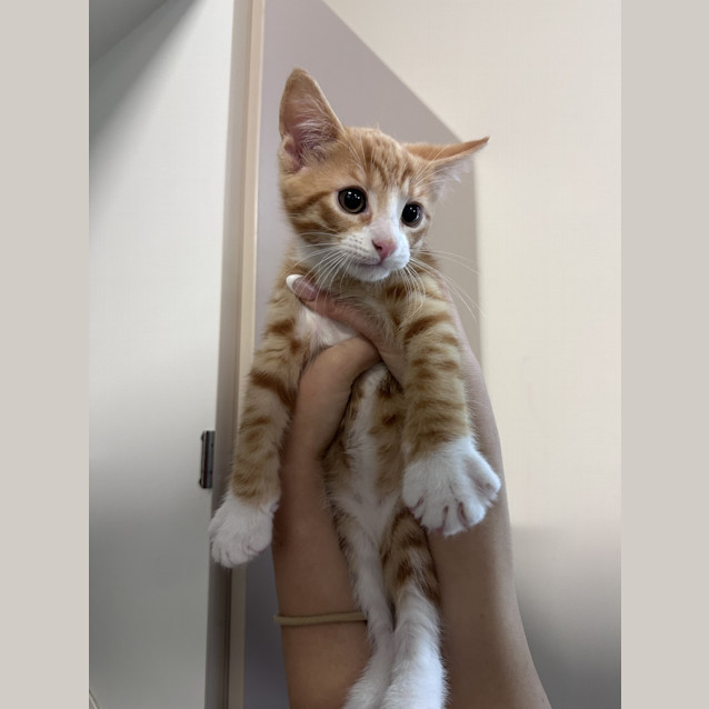 Photo of Cinnamon