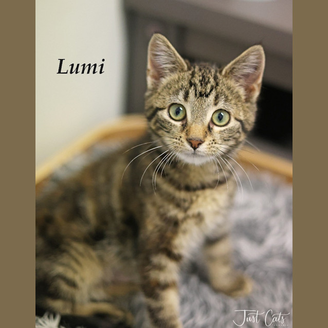 Photo of Lumi   Petstock