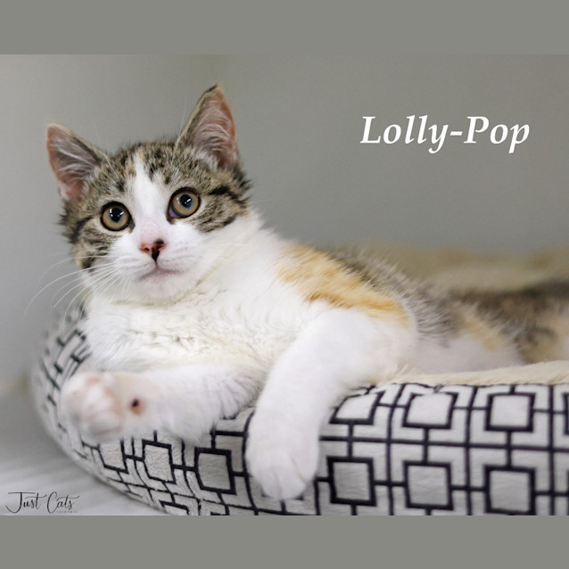 Photo of Lolly Pop
