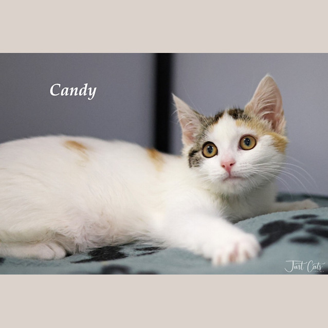 Photo of Candy