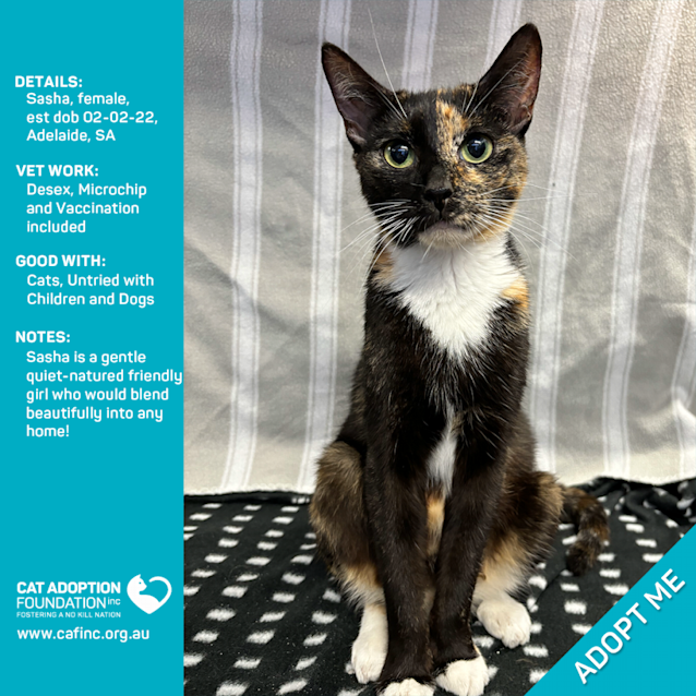 Photo of Sasha Just $39 Limited Time!