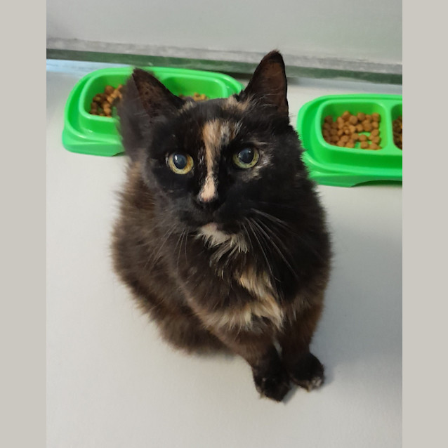 Photo of Midnight 
