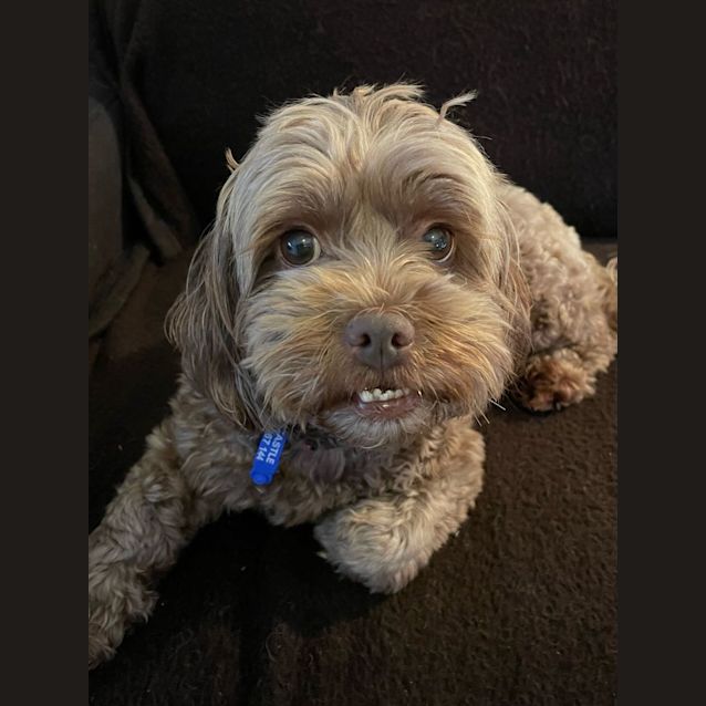 Photo of Coco & Skye   6 & 2 Year Old Shih Tzu X (Trial)