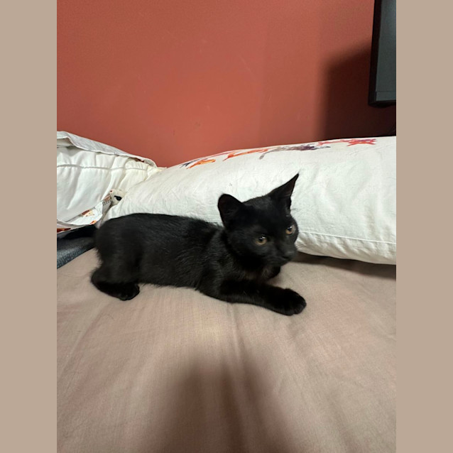 Photo of Luna
