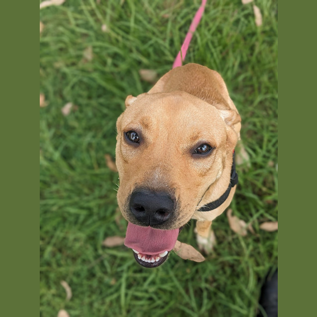 Photo of Rusty