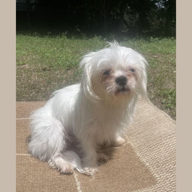 Photo of Brittle