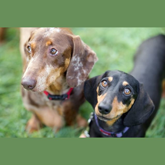Photo of Frankie (And Ziggy)