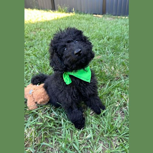 Photo of Huey