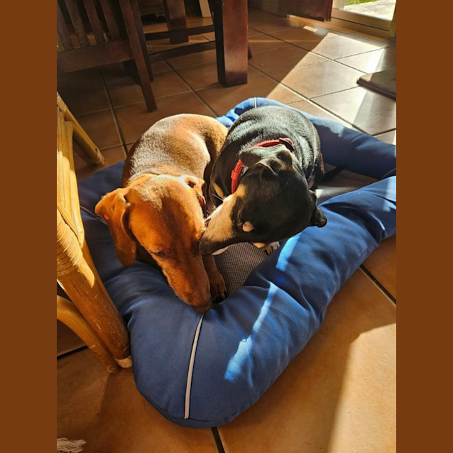 Photo of Boston And Yogi