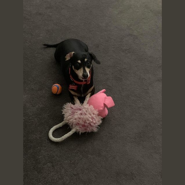 Photo of Boston And Yogi