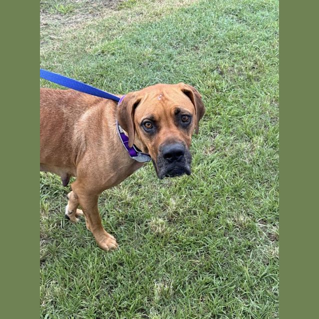 Photo of Kenzie *$350 Adoption Fee*
