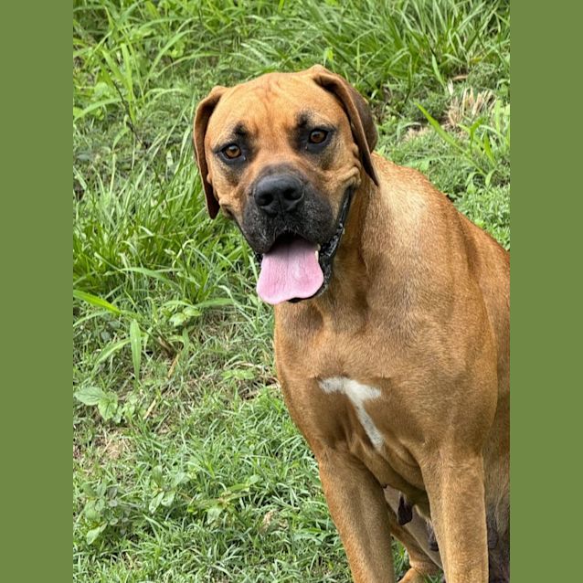Photo of Kenzie *$350 Adoption Fee*