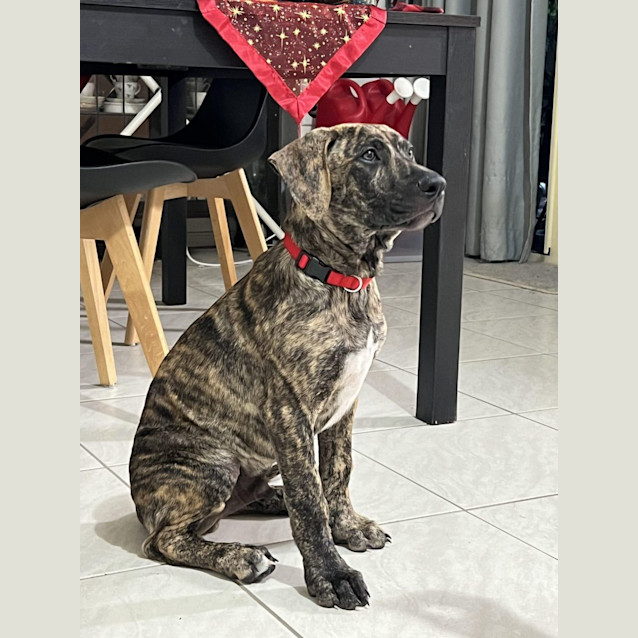 Photo of Porky *$350 Adoption Fee*