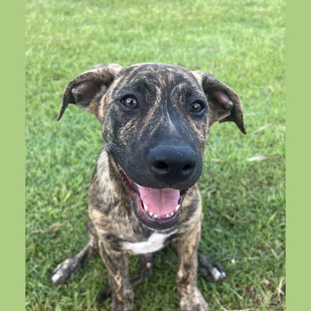 Photo of Porky *$350 Adoption Fee*