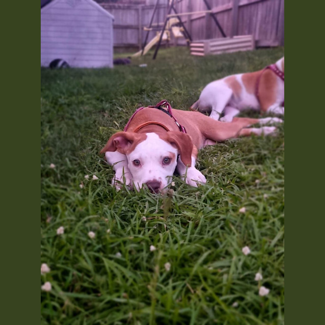 Photo of Sassy