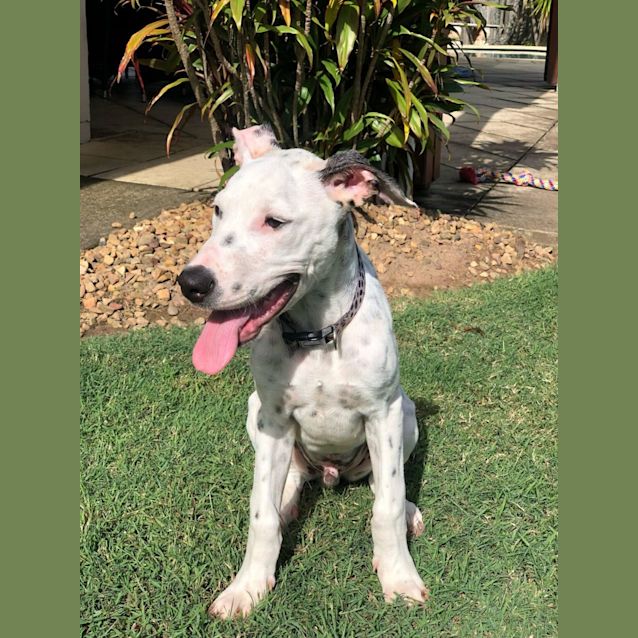 Photo of Spotty