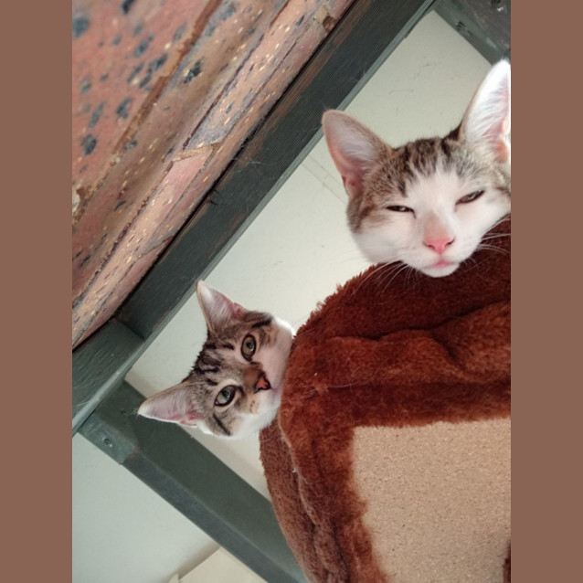 Photo of Lady Bessy Bouffant Iii